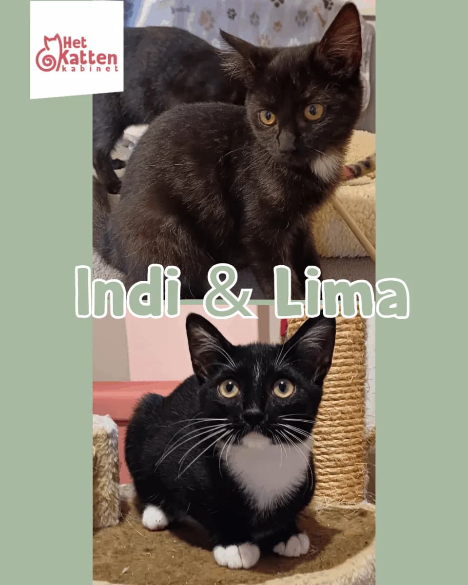Indi & Lima, puppy Mixed Breed for adoption at Het Kattenkabinet
