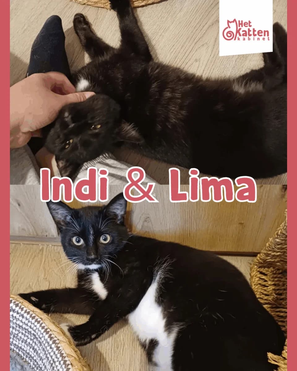 Indi & Lima, puppy Mixed Breed for adoption at Het Kattenkabinet