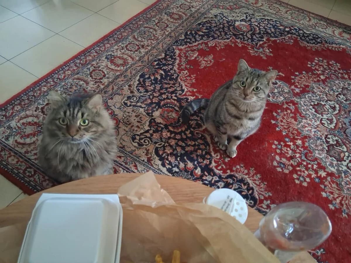 Jimmy & Fredje, male 3yo Mixed Breed for adoption at Het Kattenkabinet