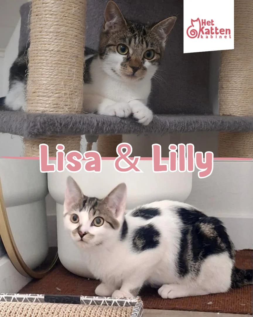 Lisa & Lilly, Mixed Breed for adoption at Het Kattenkabinet