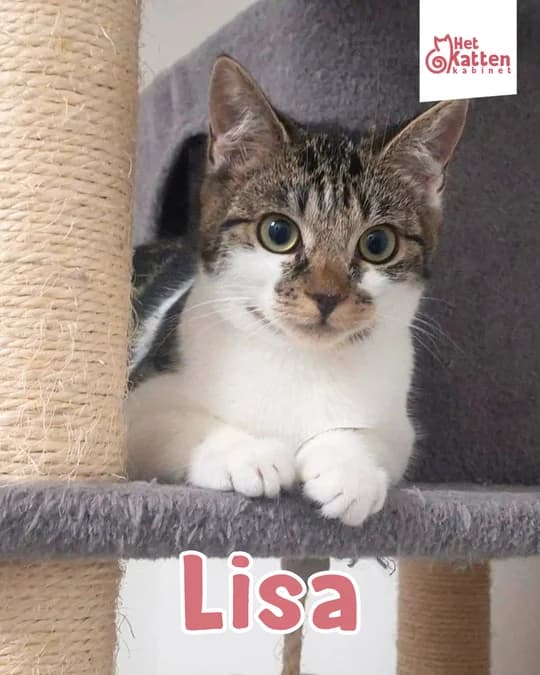 Lisa, female Mixed Breed for adoption at Het Kattenkabinet