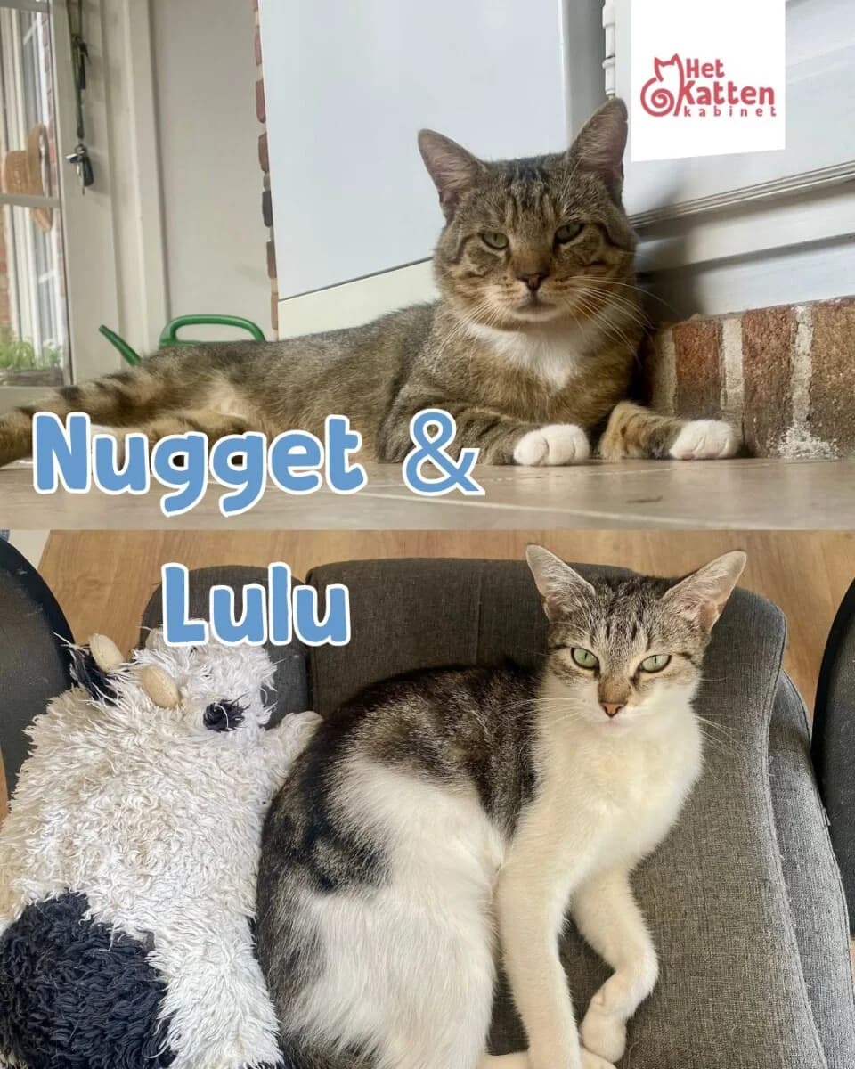 Lulu & Nugget, male young Mixed Breed for adoption at Het Kattenkabinet