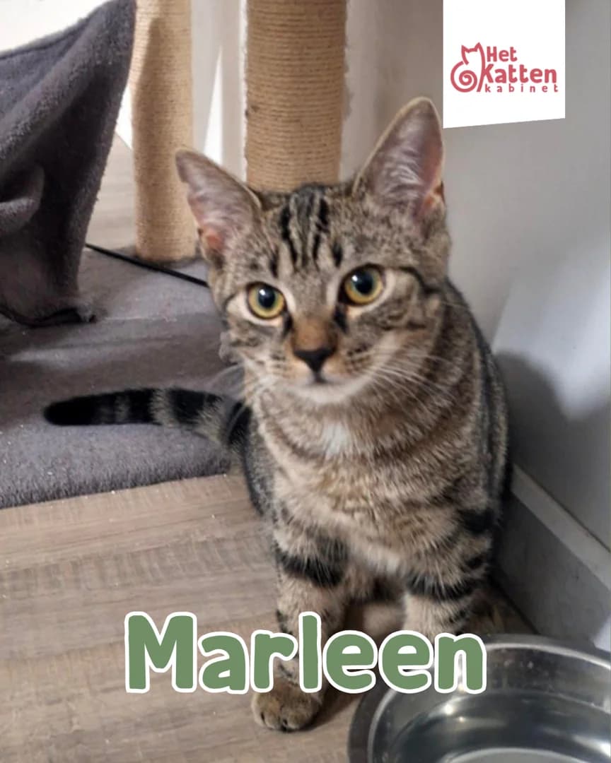 Marleen, female puppy Mixed Breed for adoption at Het Kattenkabinet