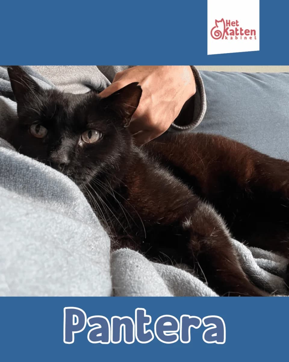 Pantera, male 3yo Mixed Breed for adoption at Het Kattenkabinet