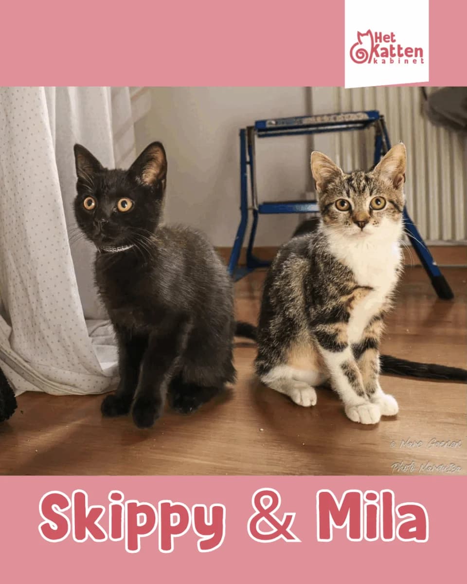Skippy & Mila, wit male puppy Mixed Breed for adoption at Het Kattenkabinet