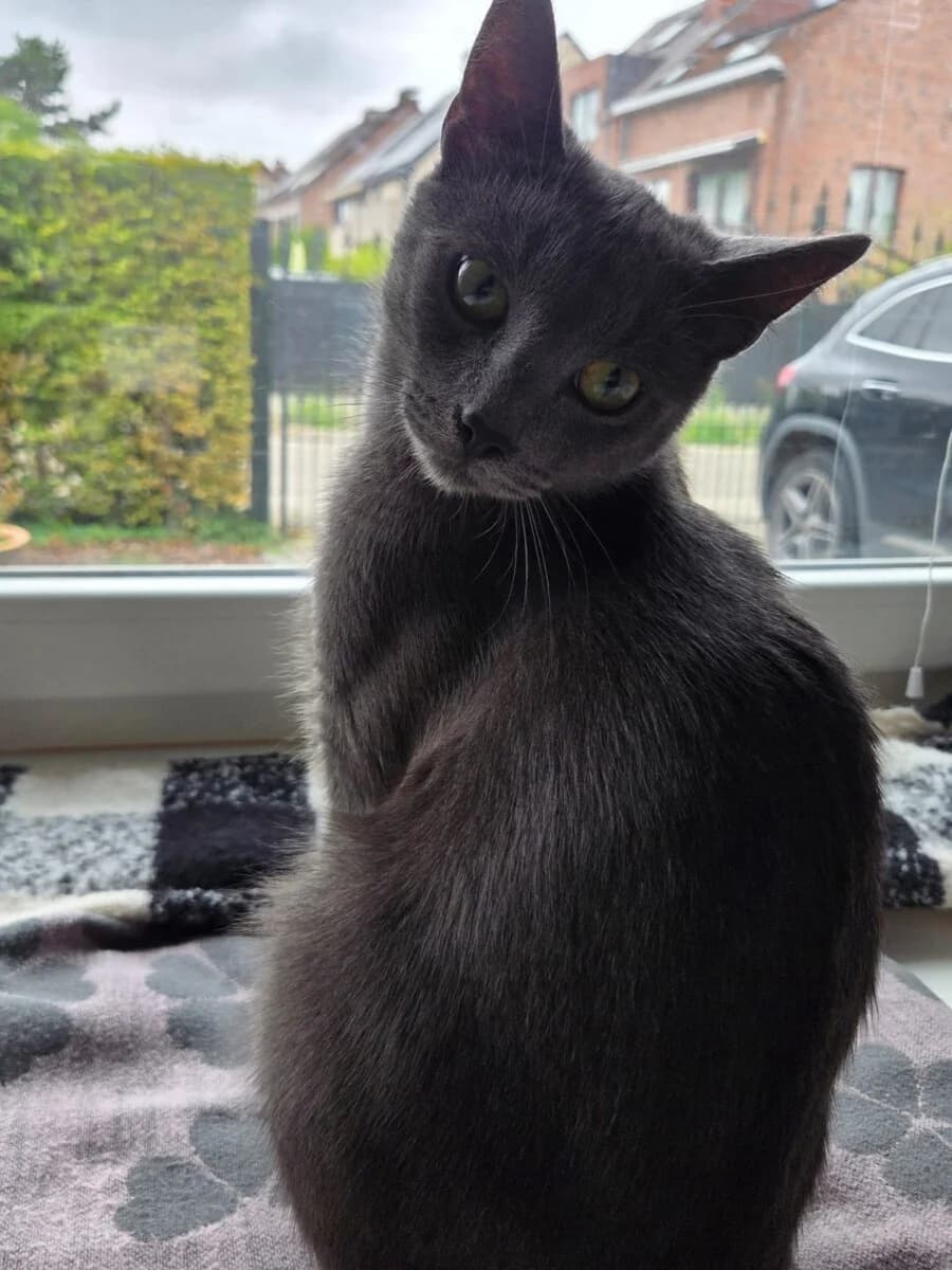 Tom, male Mixed Breed for adoption at Het Kattenkabinet