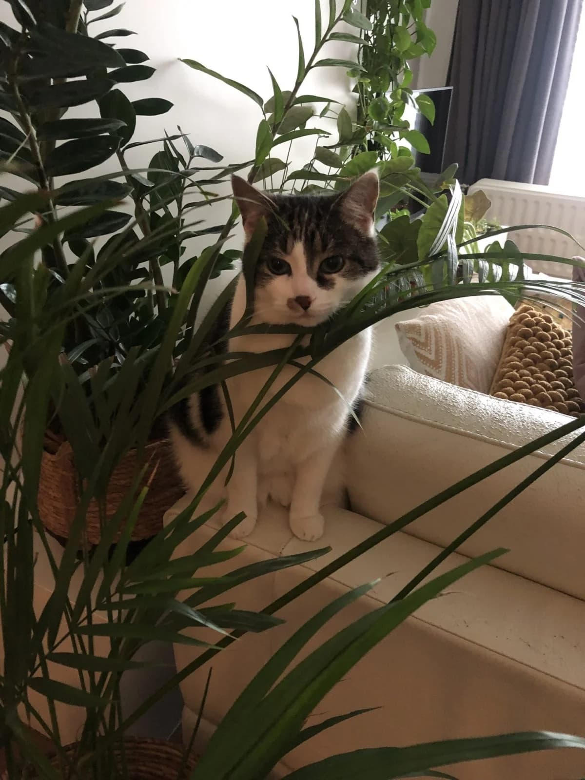 Felix, andere male 7yo Mixed Breed Cat for adoption at Kattenopvang Waasland VZW