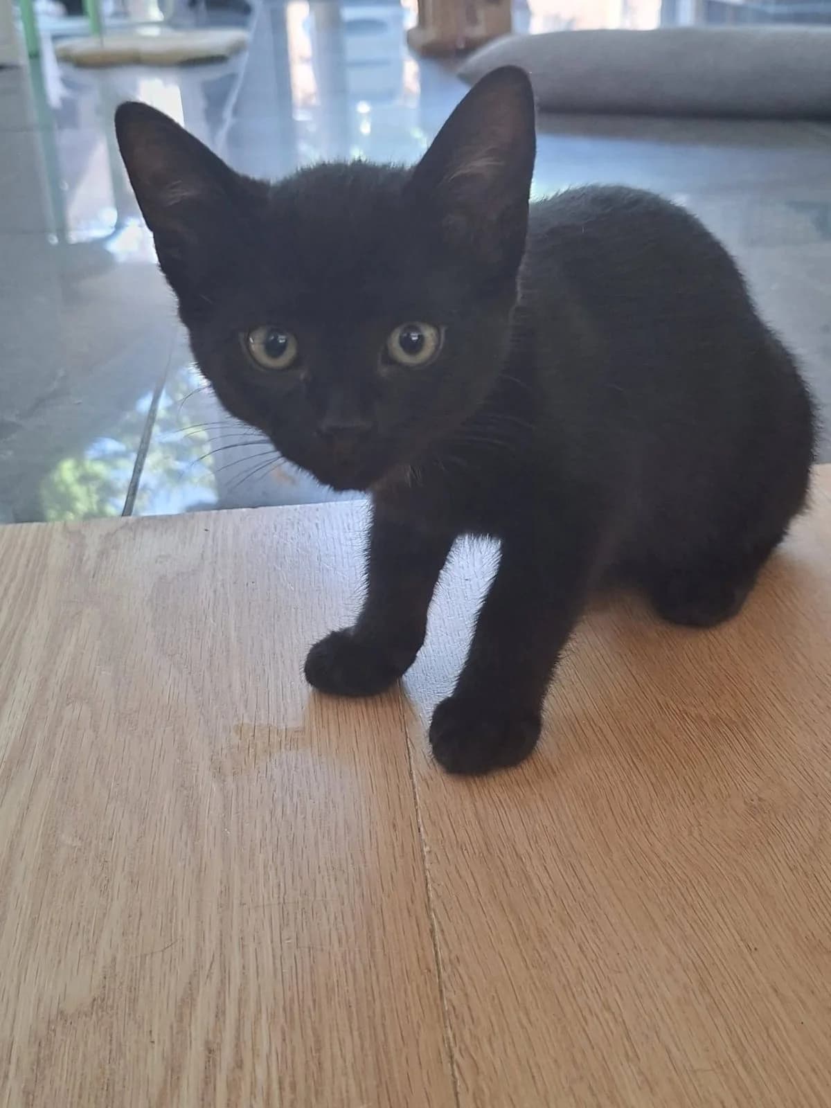 Hnestje - Haico, zwart male puppy Mixed Breed Cat for adoption at Kattenopvang Waasland VZW