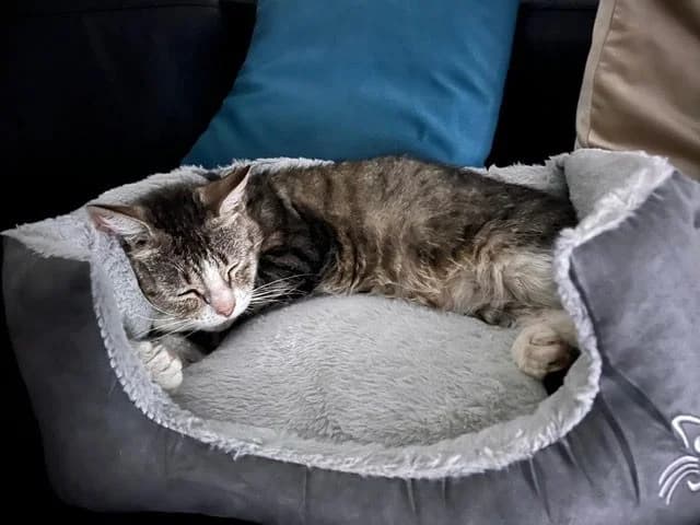 Mimi, andere female 7yo Mixed Breed Cat for adoption at Kattenopvang Waasland VZW