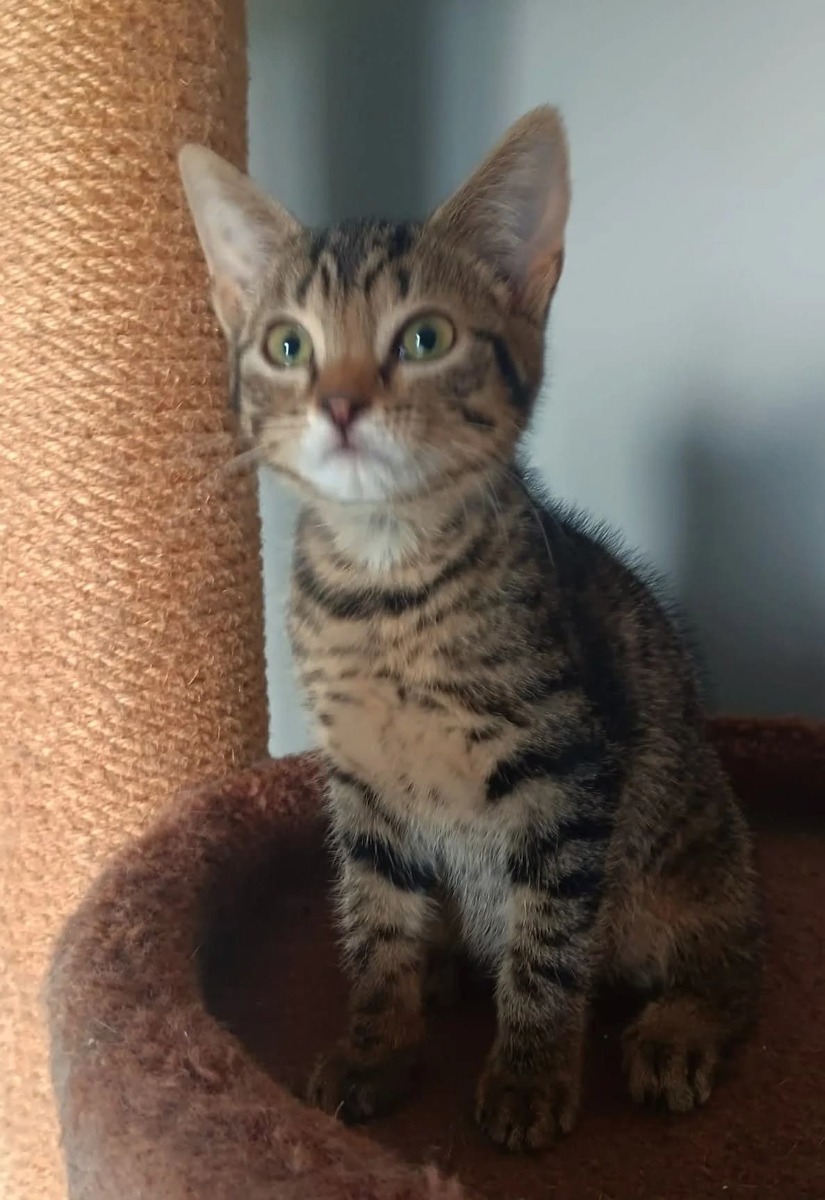 Nemo, andere male puppy Mixed Breed Cat for adoption at Kattenopvang Waasland VZW