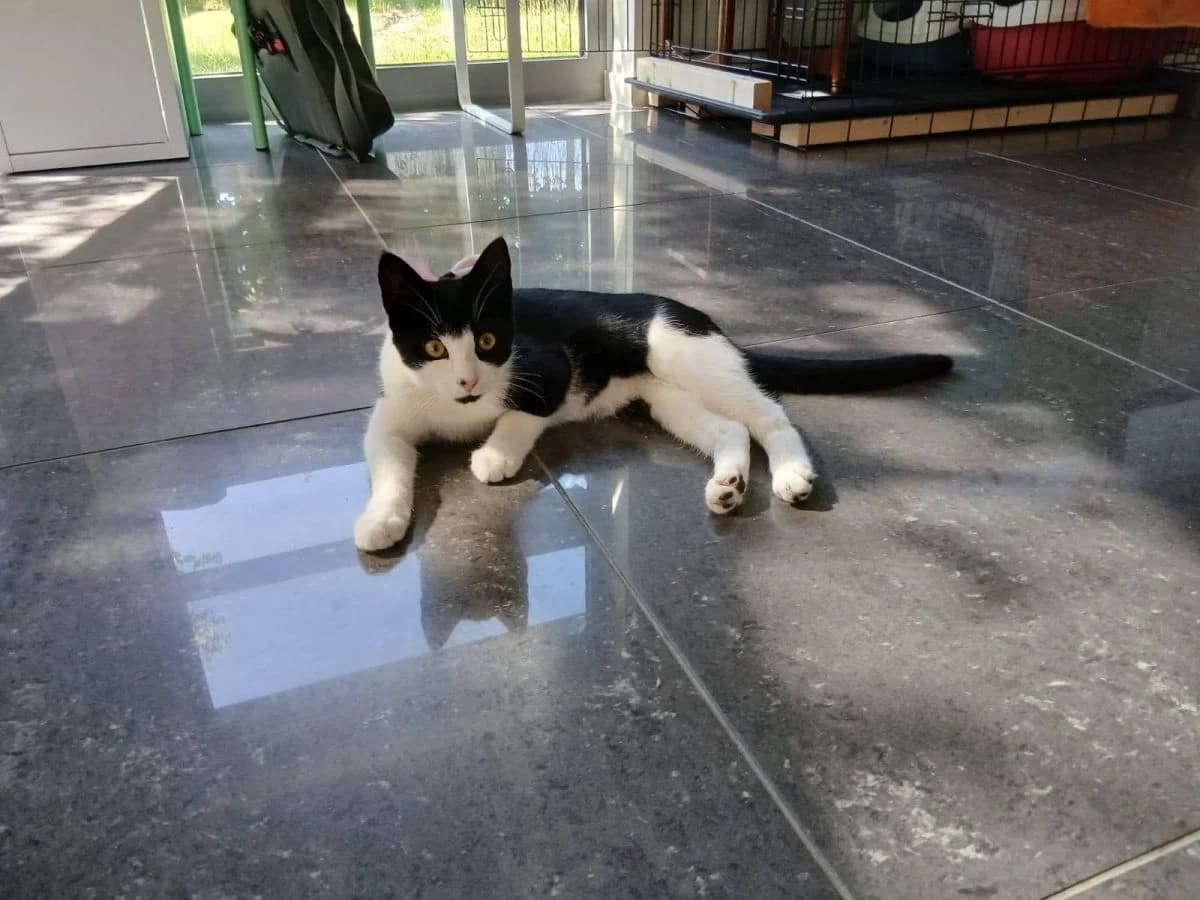 Tarzan, Zwart-wit male puppy Mixed Breed Cat for adoption at Kattenopvang Waasland VZW