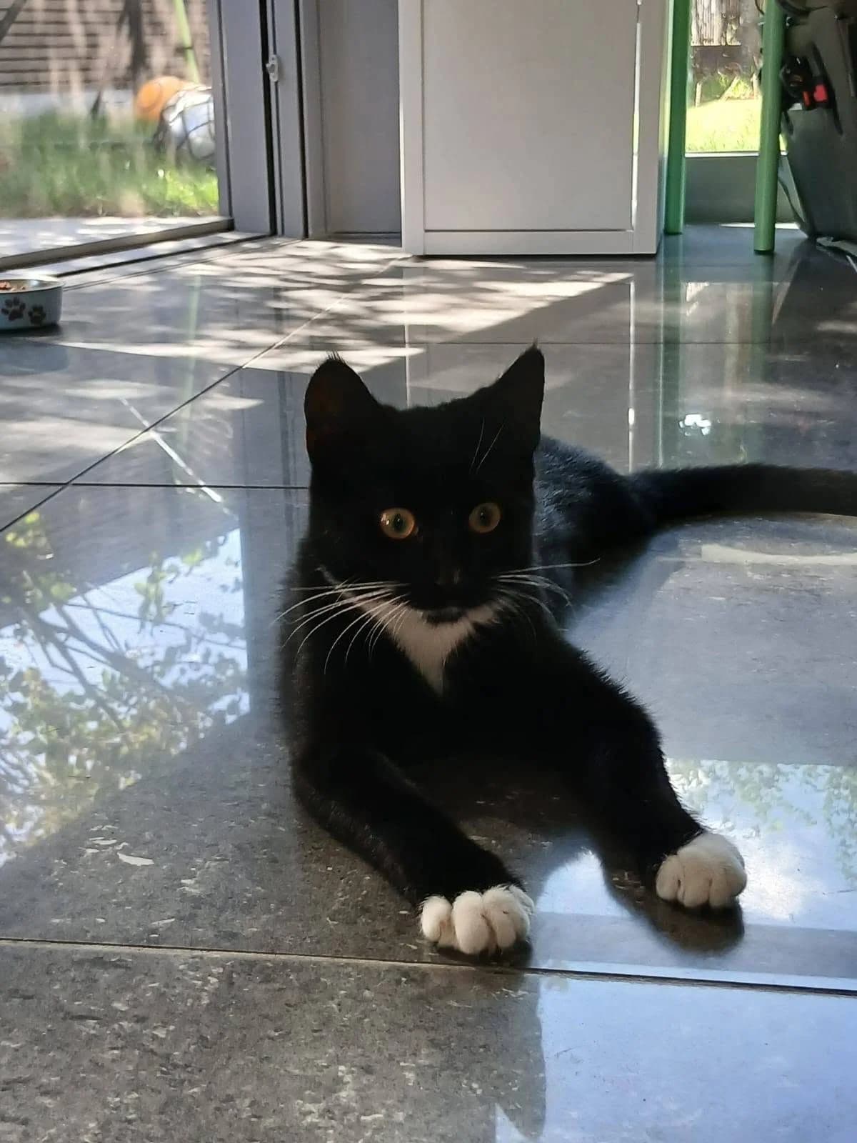 Tosca, andere female puppy Mixed Breed Cat for adoption at Kattenopvang Waasland VZW