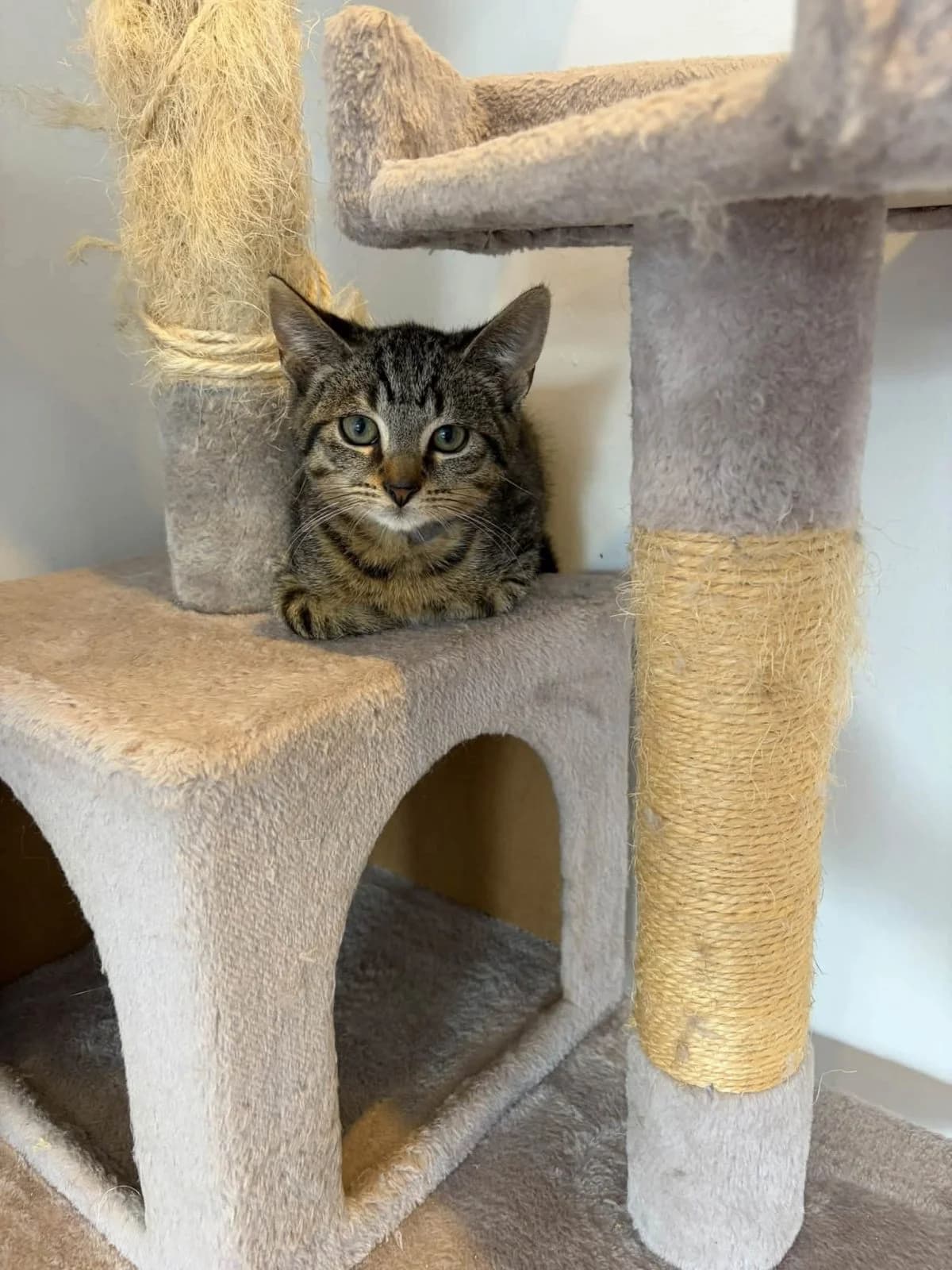 Vedetje en Vicje, andere male Mixed Breed Cat for adoption at Kattenopvang Waasland VZW
