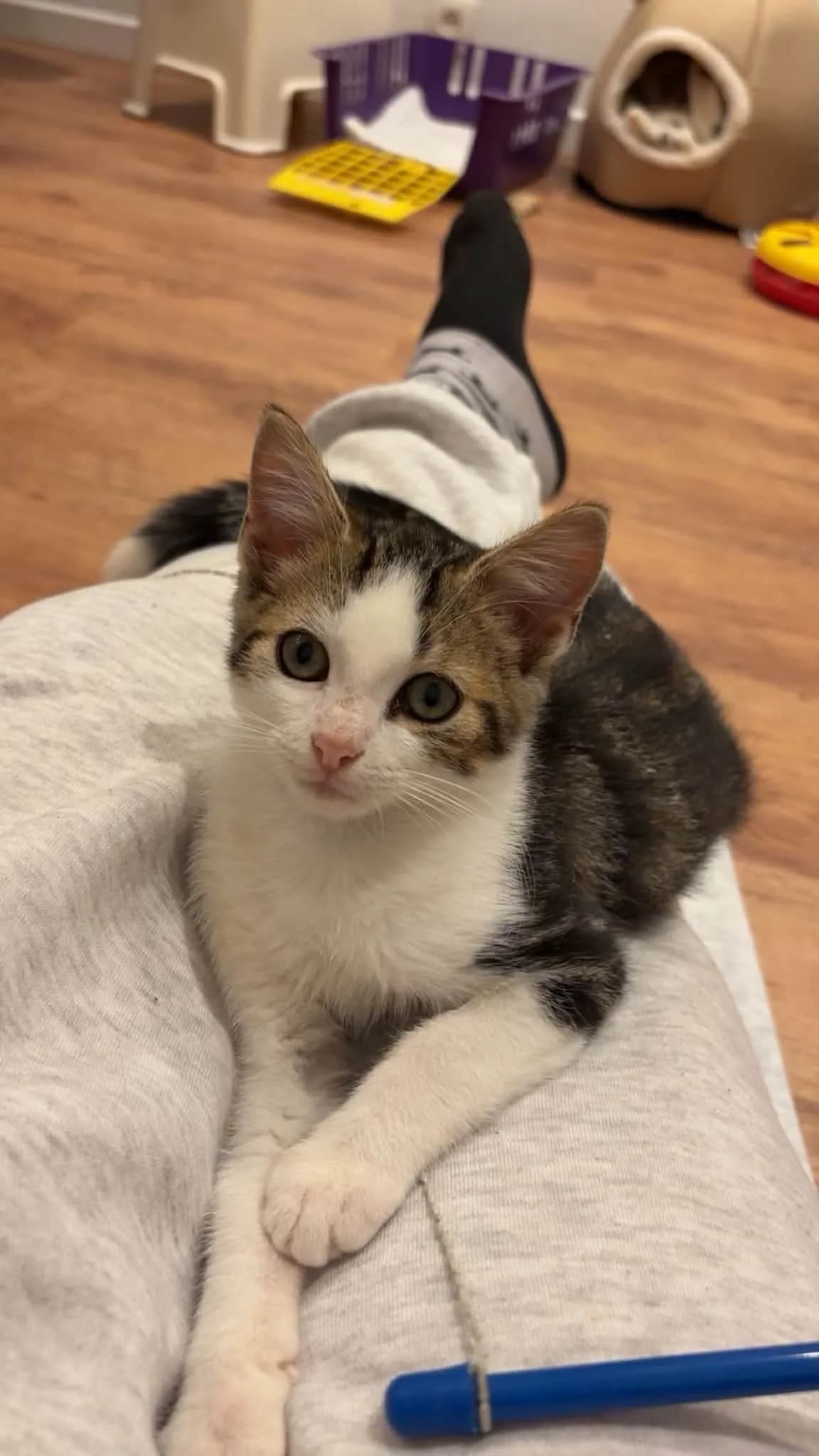 Vesper en Vito, andere male puppy Mixed Breed Cat for adoption at Kattenopvang Waasland VZW