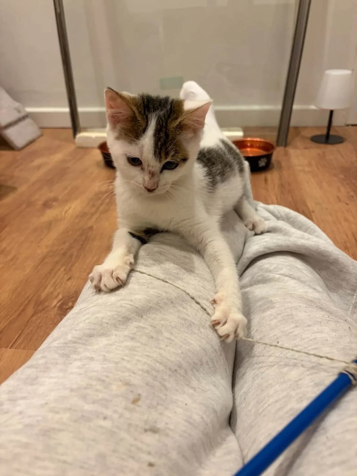 Vicje en Vedetje, andere male Mixed Breed Cat for adoption at Kattenopvang Waasland VZW