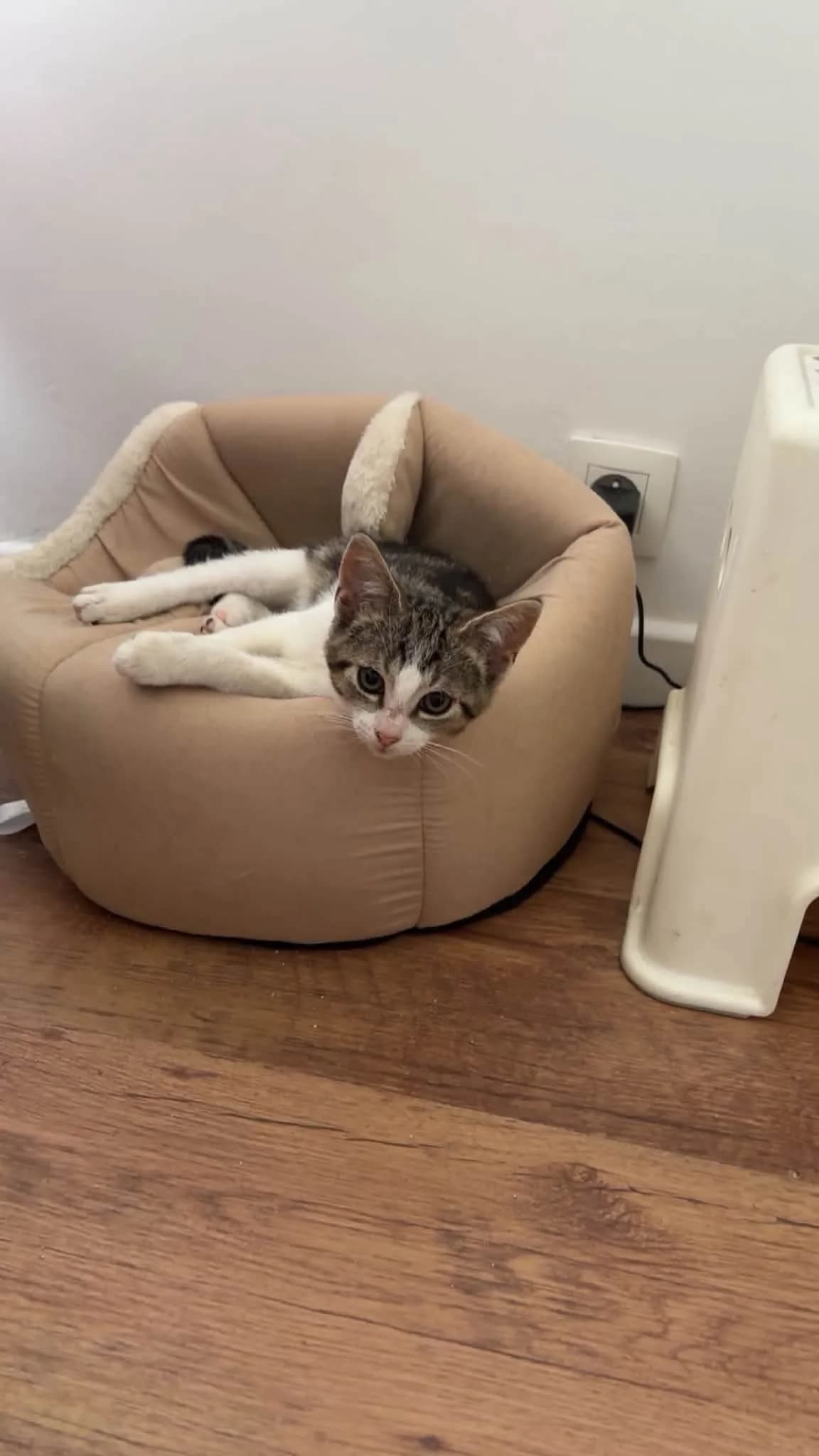 Vito en Vesper, andere male puppy Mixed Breed Cat for adoption at Kattenopvang Waasland VZW