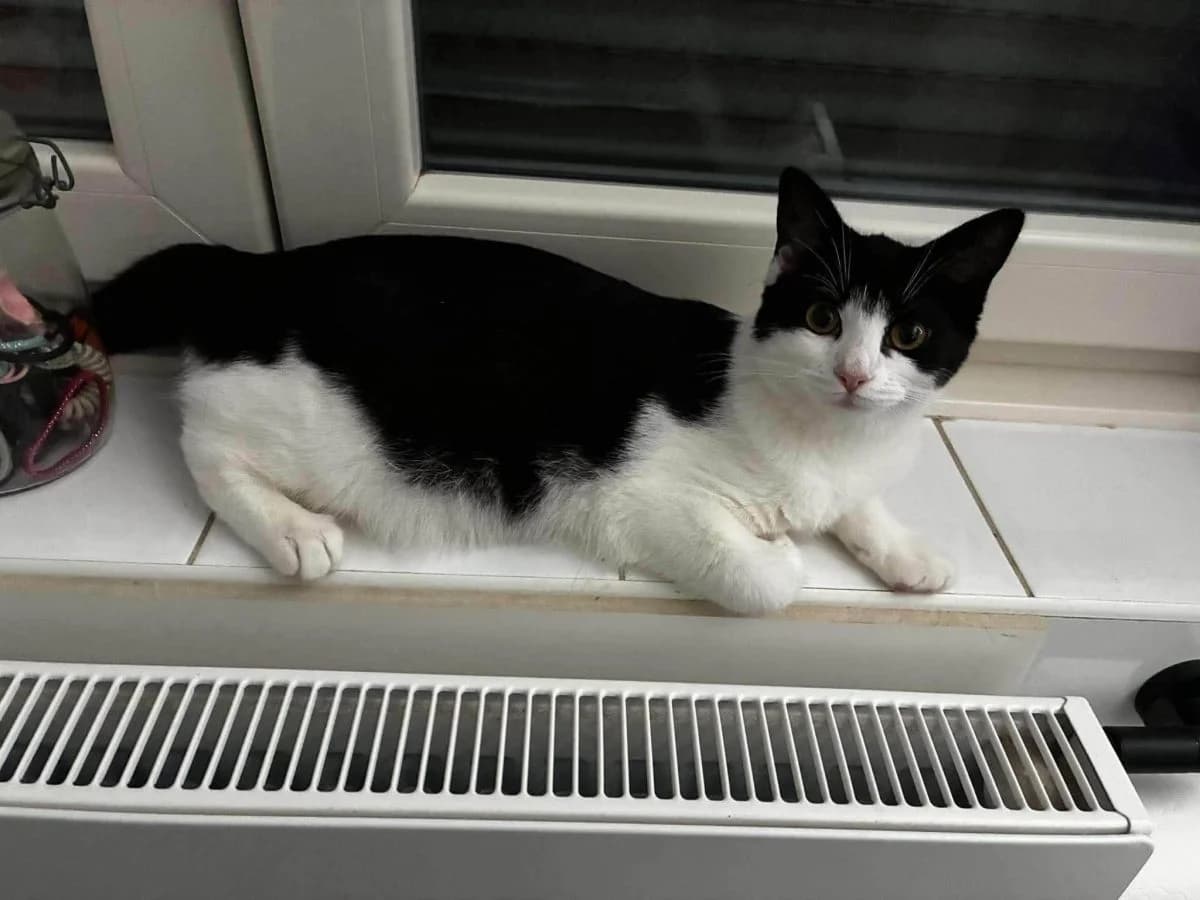 X nestje - kattin, Zwart-wit female Mixed Breed Cat for adoption at Kattenopvang Waasland VZW