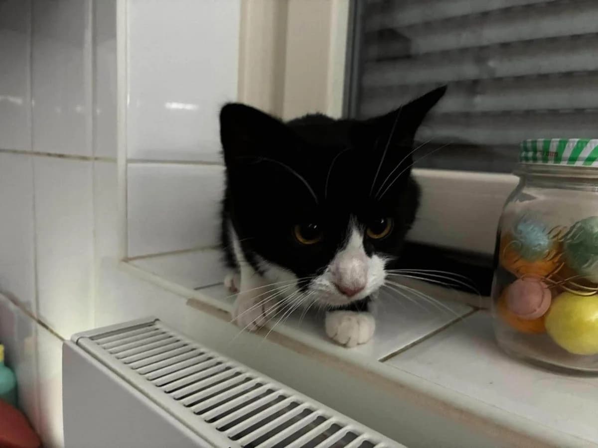 X nestje - kattin 2, Zwart-wit female Mixed Breed Cat for adoption at Kattenopvang Waasland VZW