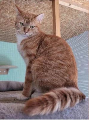 NAYA, female Mixed Breed for adoption at vzw Katthuis