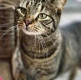 POMPIDOE, male Mixed Breed for adoption at vzw Katthuis