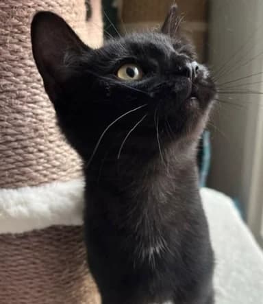 BLACKIE, male puppy Mixed Breed for adoption at vzw Katthuis