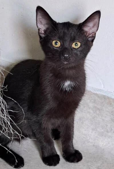 NATASHA, female puppy Mixed Breed for adoption at vzw Katthuis