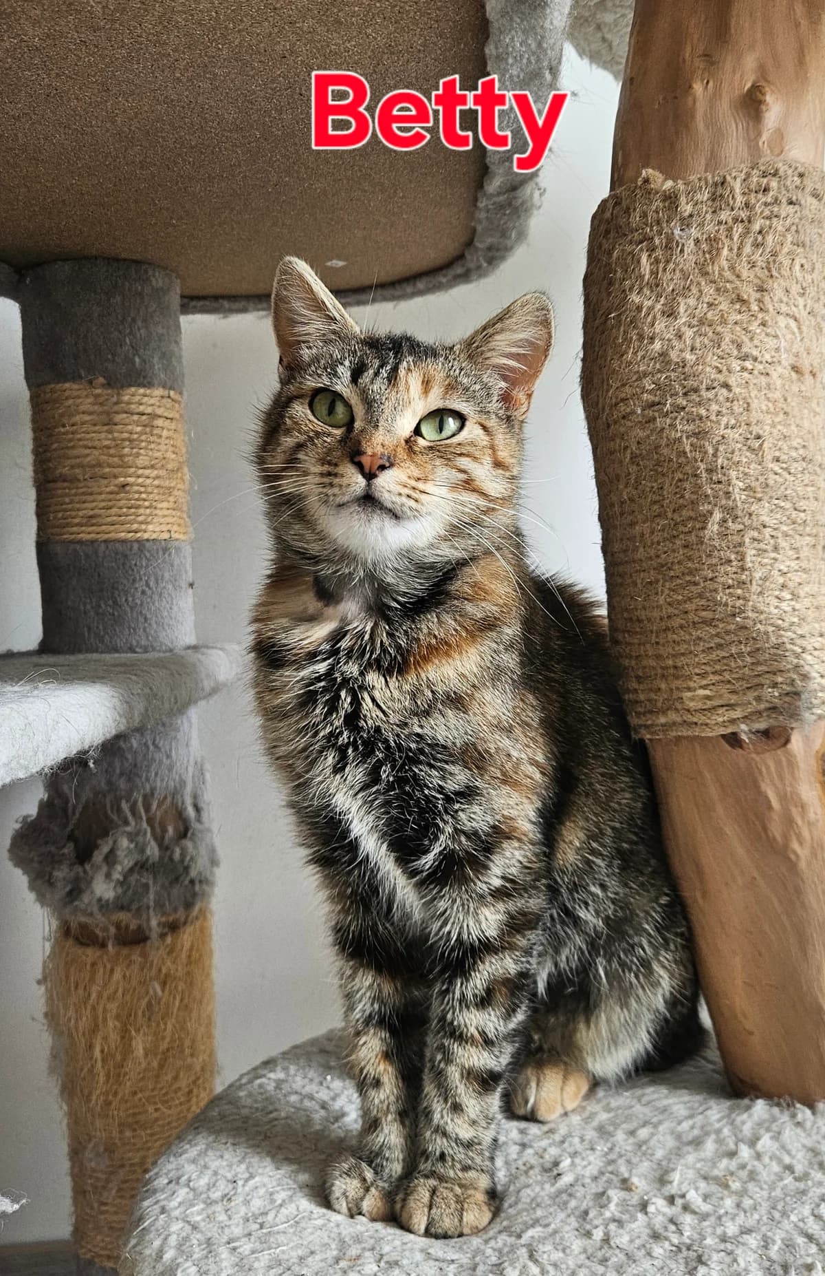 Betty, getekend female young Mixed Breed for adoption at Kat Zoekt Thuis vzw