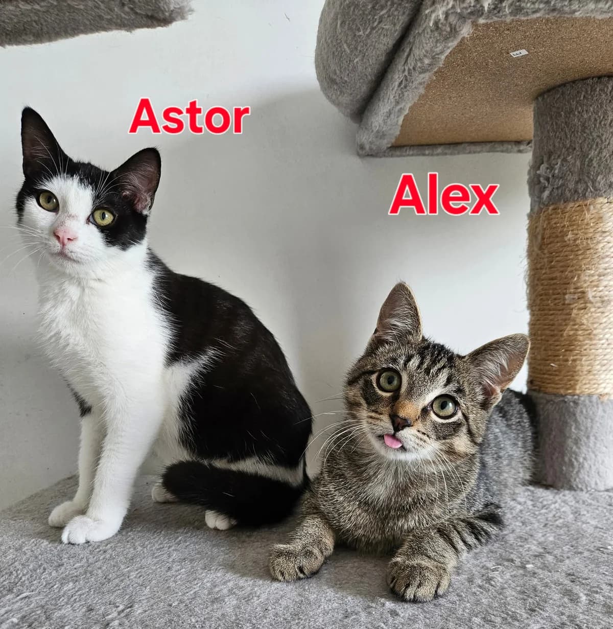Duo Alex & Astor, getekend male puppy Mixed Breed for adoption at Kat Zoekt Thuis vzw