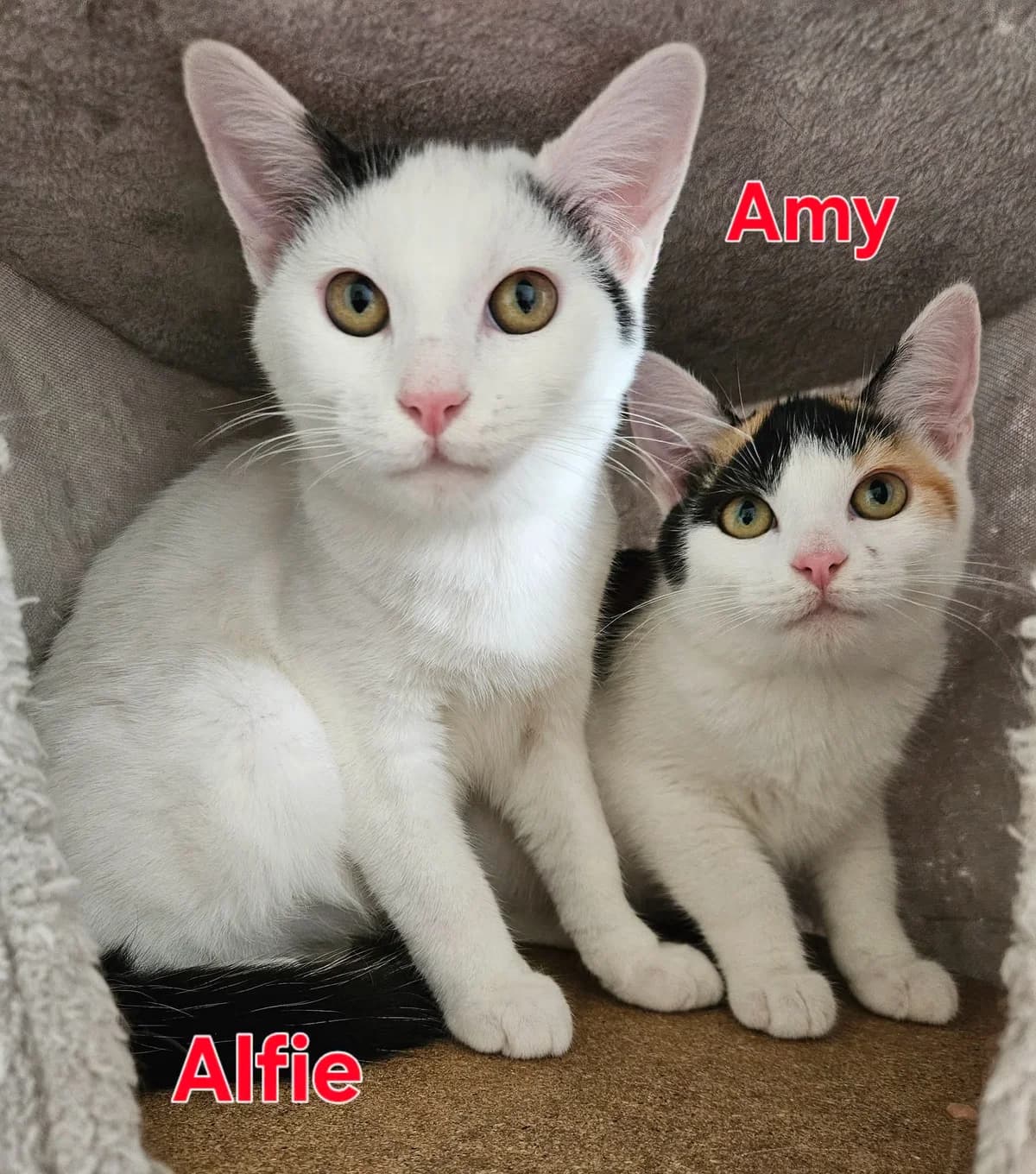 Duo Amy & Alfie, getekend female puppy Mixed Breed for adoption at Kat Zoekt Thuis vzw