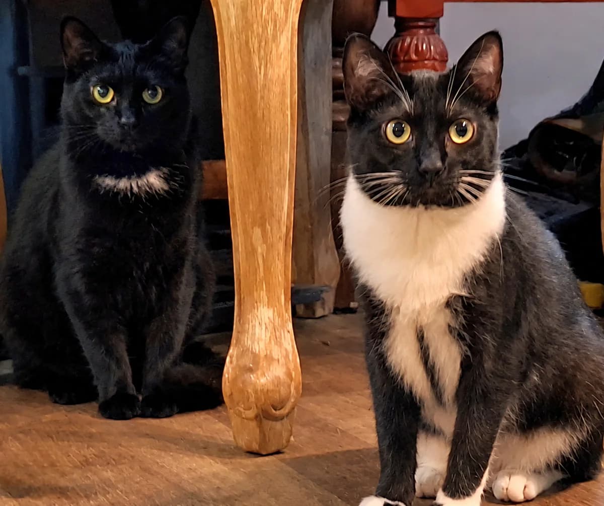 Duo Ayten (zwart-wit) en Pluto (zwart met wit strikje, zwart female young Mixed Breed for adoption at Kat Zoekt Thuis vzw