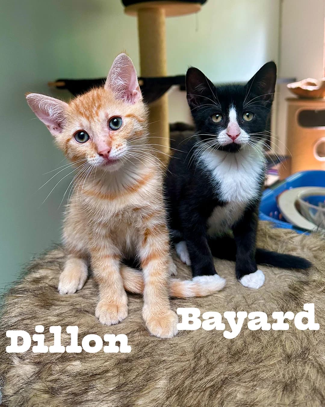 Duo Bayard & Dillon, getekend male puppy Mixed Breed for adoption at Kat Zoekt Thuis vzw