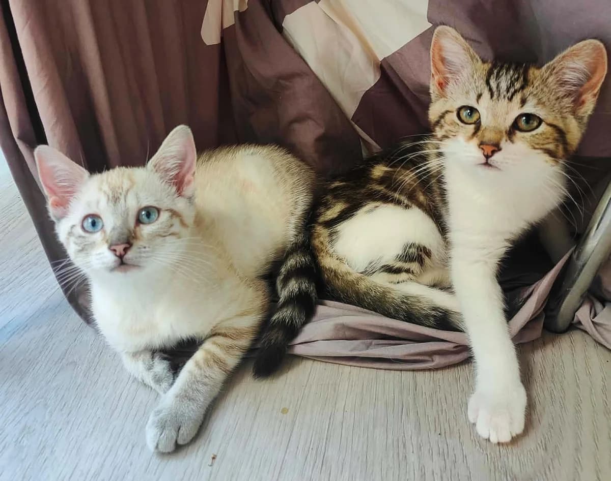 Duo Donna en Tina, getekend female puppy Mixed Breed for adoption at Kat Zoekt Thuis vzw