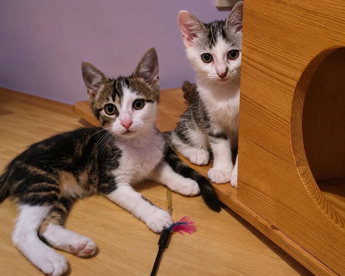 Duo Flinn & Flits, getekend male puppy Mixed Breed for adoption at Kat Zoekt Thuis vzw