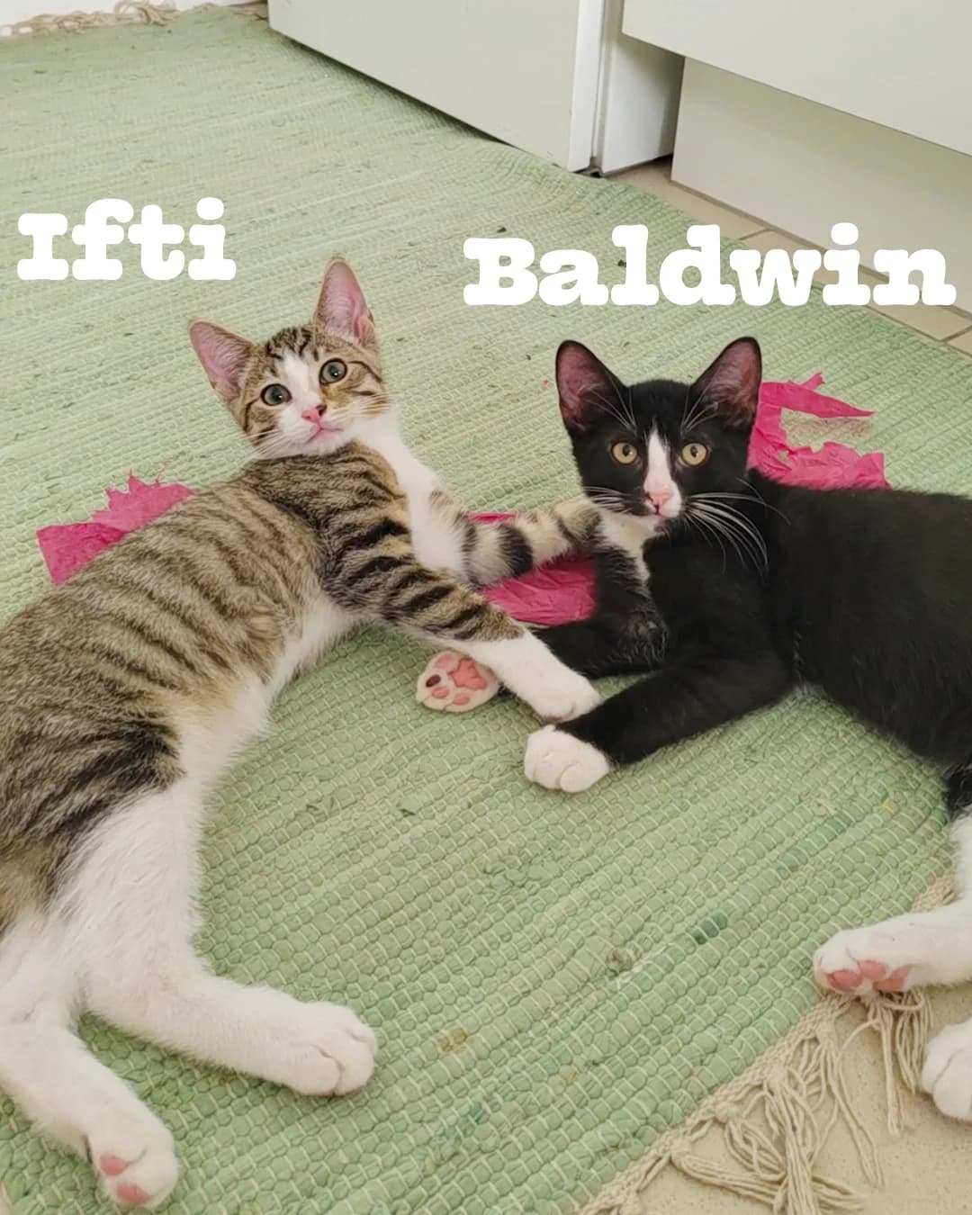 Duo Ifti & Baldwin, getekend male puppy Mixed Breed for adoption at Kat Zoekt Thuis vzw