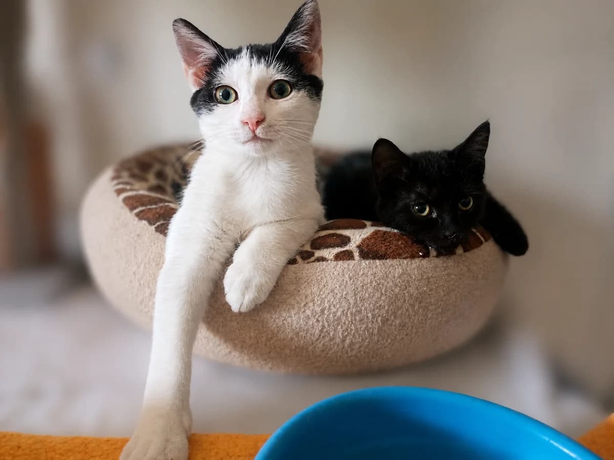 Duo Kastaar & Kika, getekend female puppy Mixed Breed for adoption at Kat Zoekt Thuis vzw