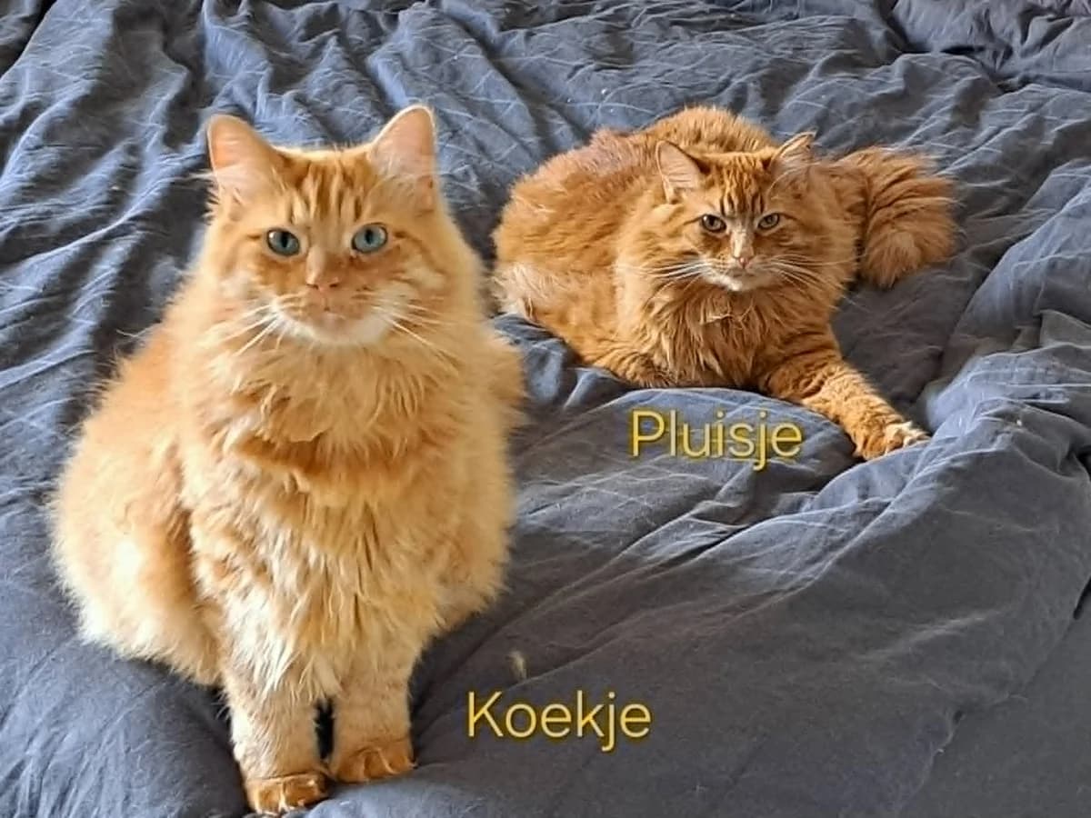 Duo Koekje en Pluisje, getekend male young Mixed Breed for adoption at Kat Zoekt Thuis vzw