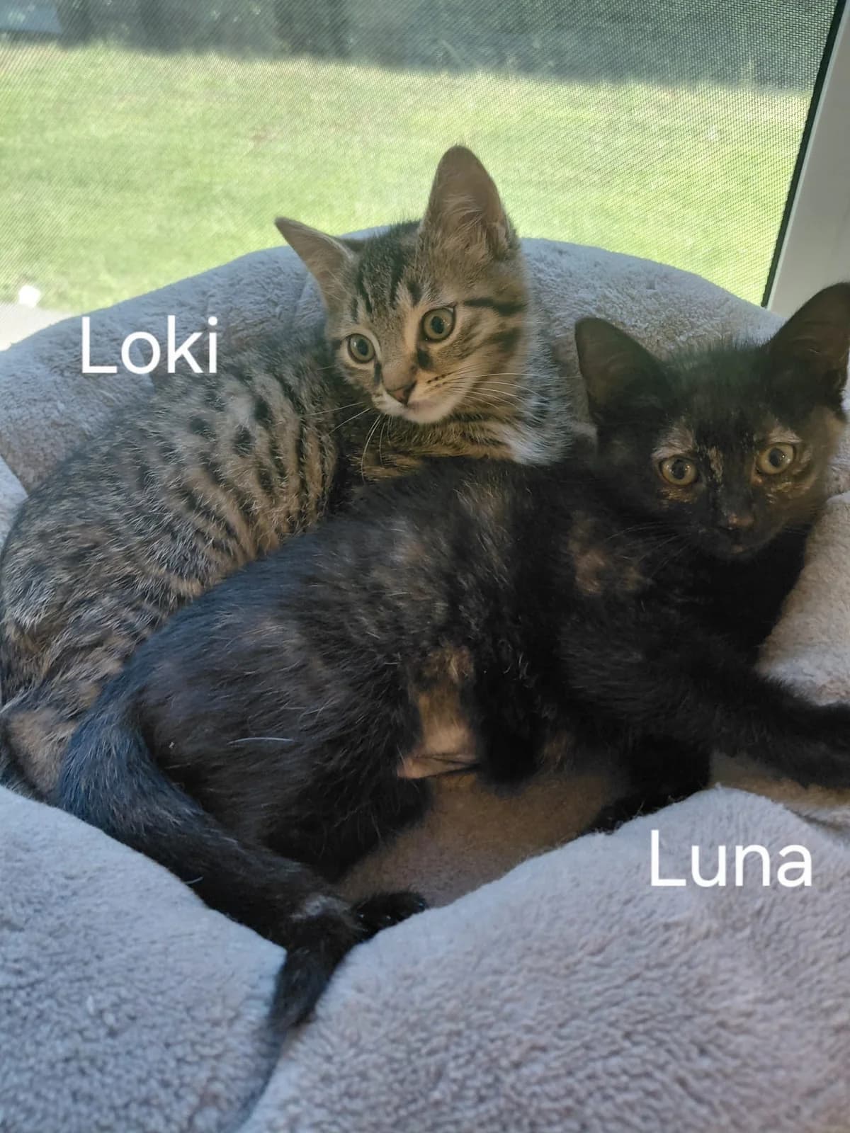 Duo Luna & Loki, getekend male puppy Mixed Breed for adoption at Kat Zoekt Thuis vzw