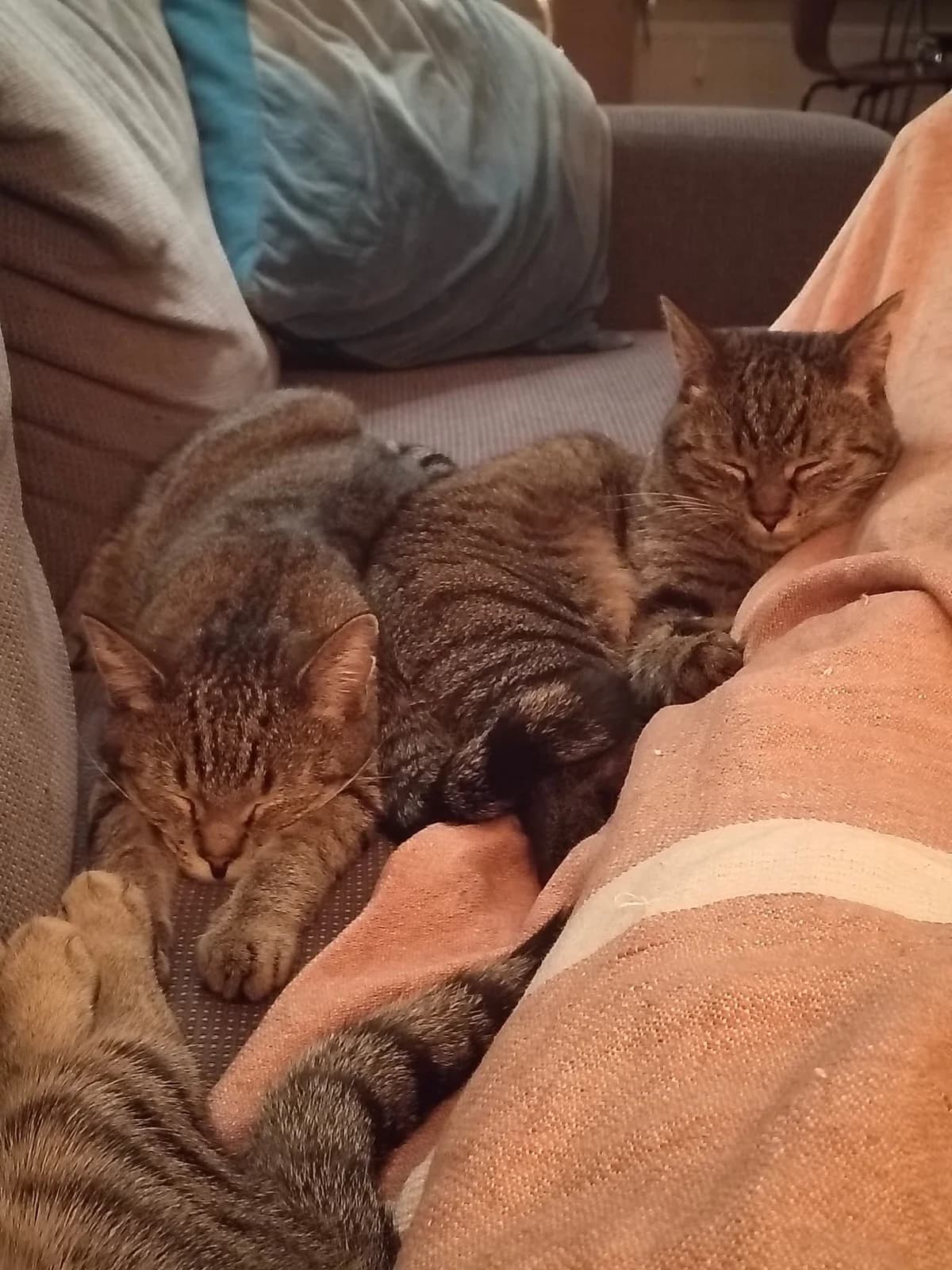 Duo Mizo & Otje, getekend female young Mixed Breed for adoption at Kat Zoekt Thuis vzw