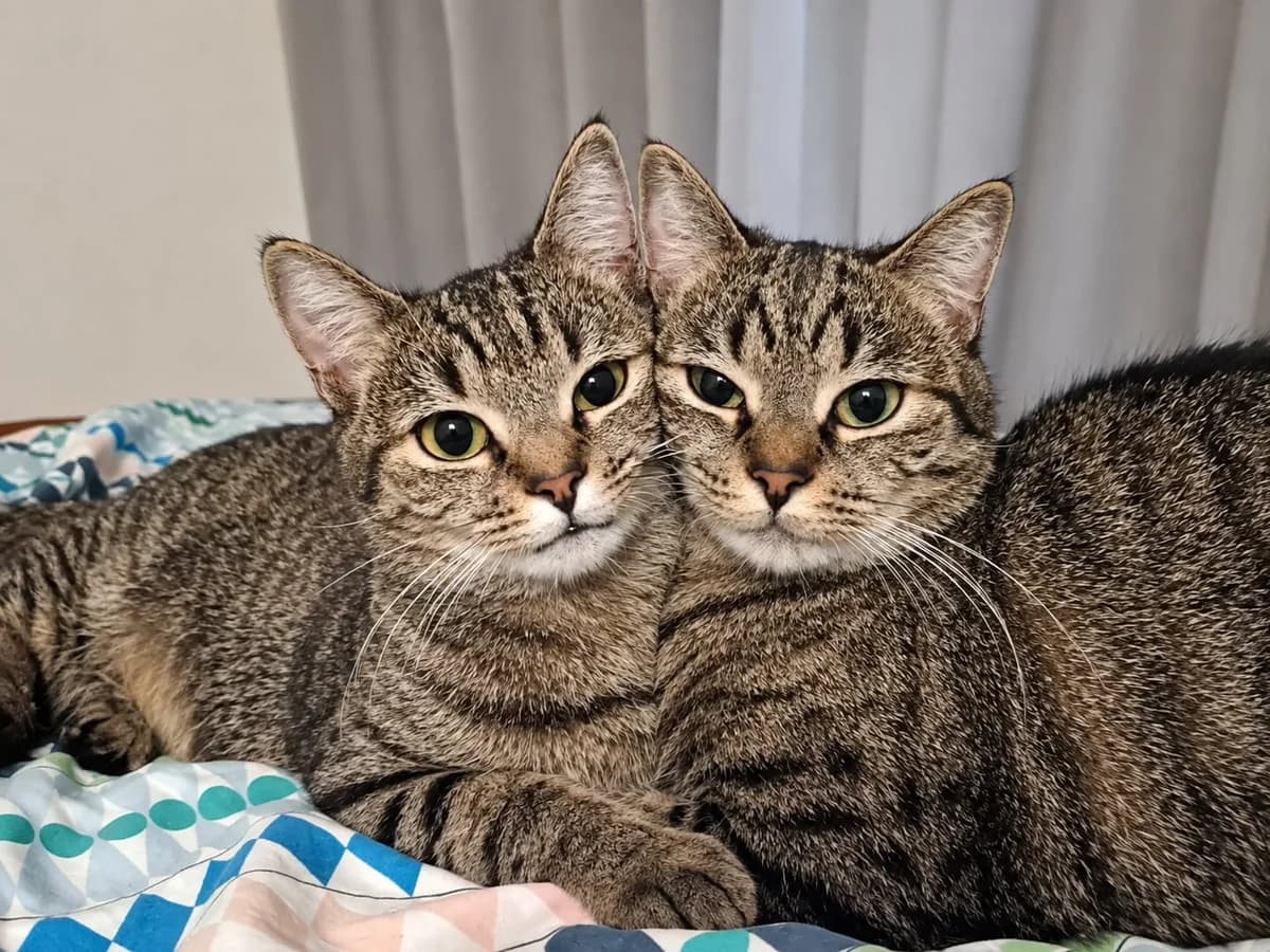 Duo Mizo & Otje, getekend female young Mixed Breed for adoption at Kat Zoekt Thuis vzw