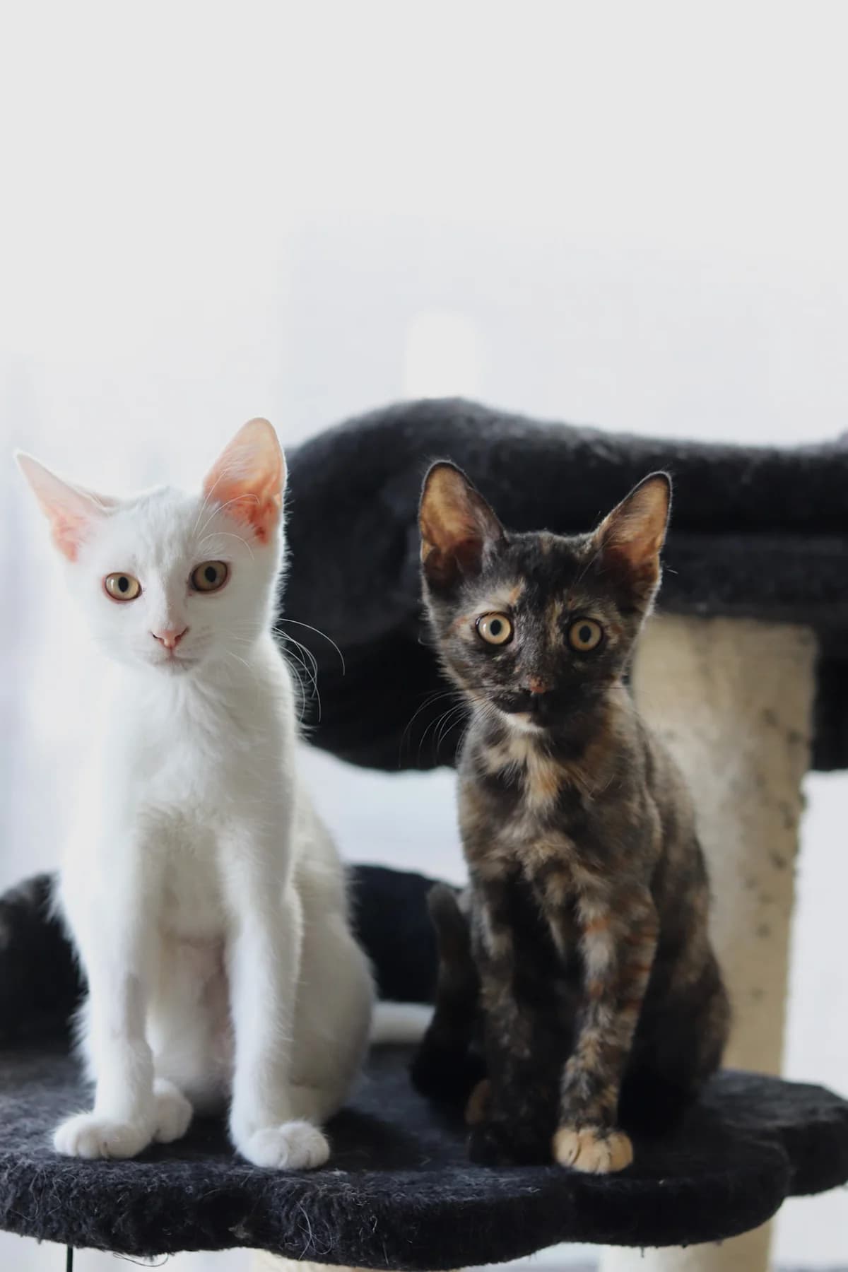 Duo Oona & Ella, getekend female puppy Mixed Breed for adoption at Kat Zoekt Thuis vzw