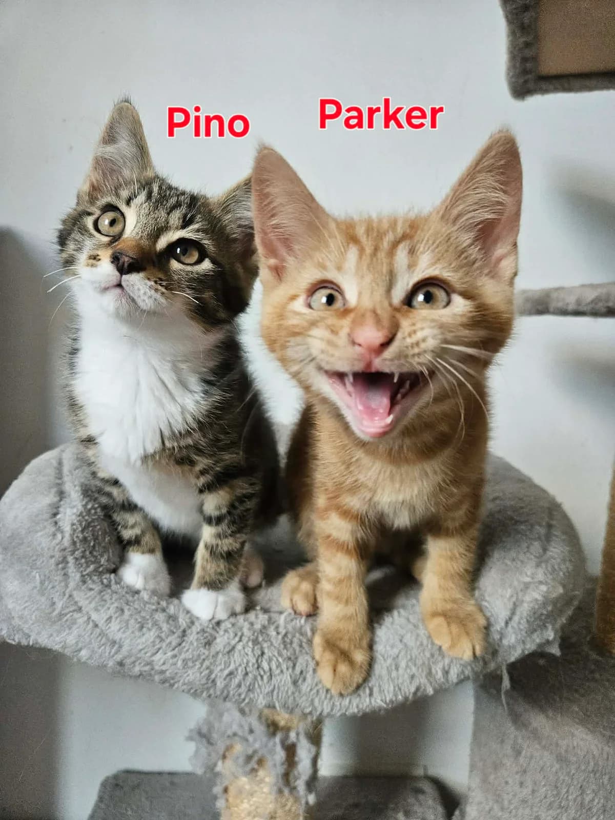 Duo Parker & Pino, getekend male puppy Mixed Breed for adoption at Kat Zoekt Thuis vzw