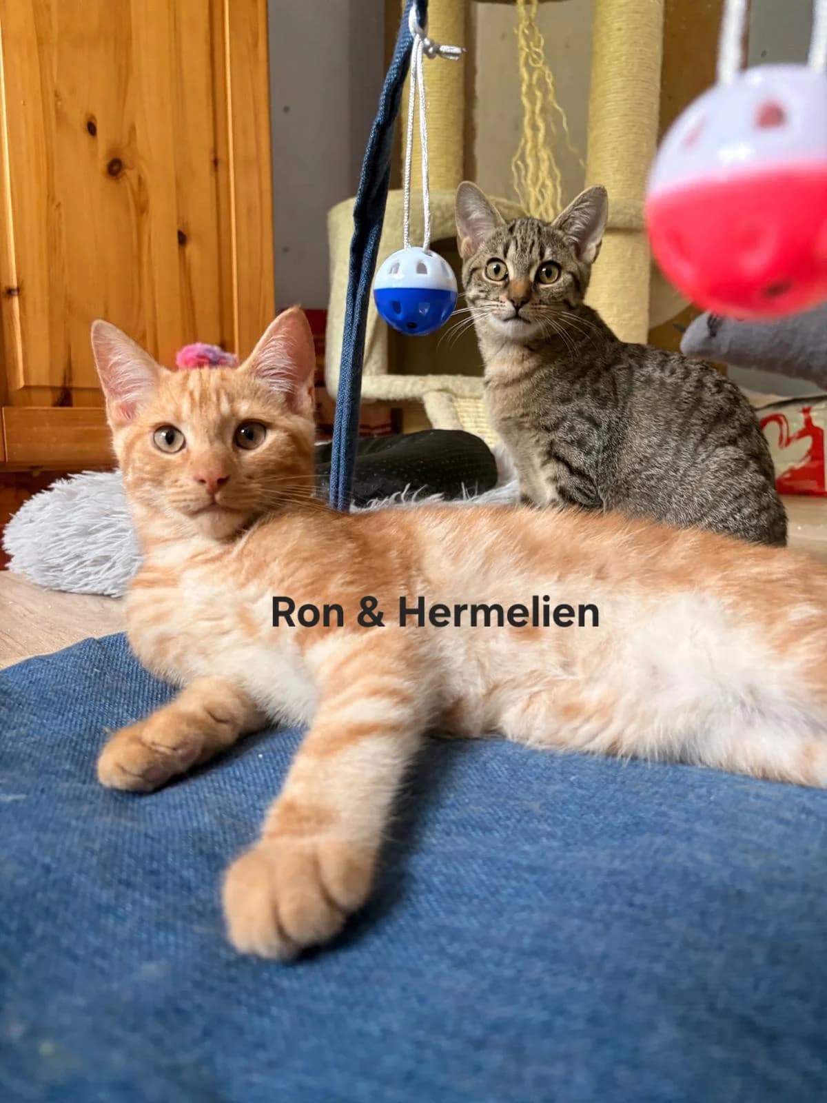 Duo Ron & Hermelien, getekend male puppy Mixed Breed for adoption at Kat Zoekt Thuis vzw