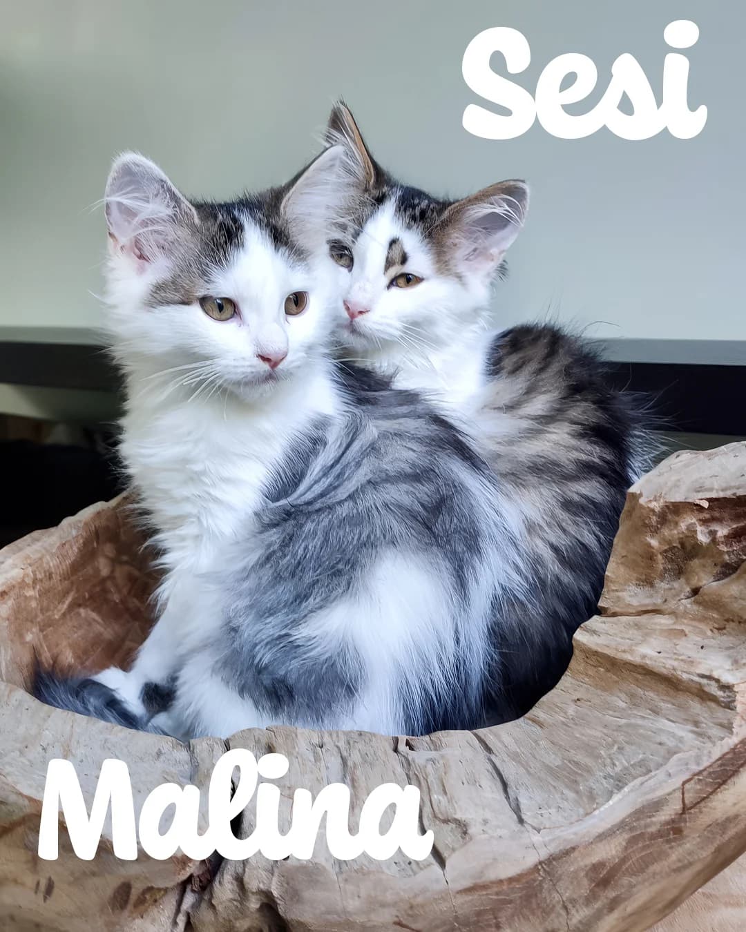 Duo Sesi & Malina, getekend female puppy Mixed Breed for adoption at Kat Zoekt Thuis vzw