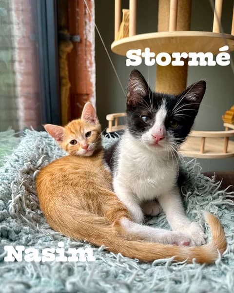 Duo Stormรฉ & Nassim, getekend male puppy Mixed Breed for adoption at Kat Zoekt Thuis vzw