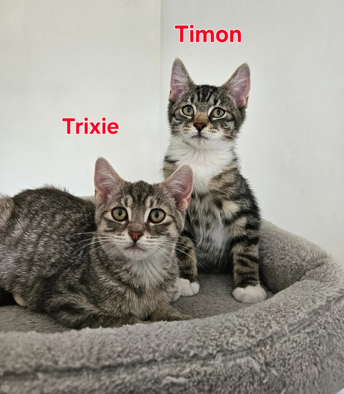 Duo Timon & Trixie, getekend female puppy Mixed Breed for adoption at Kat Zoekt Thuis vzw