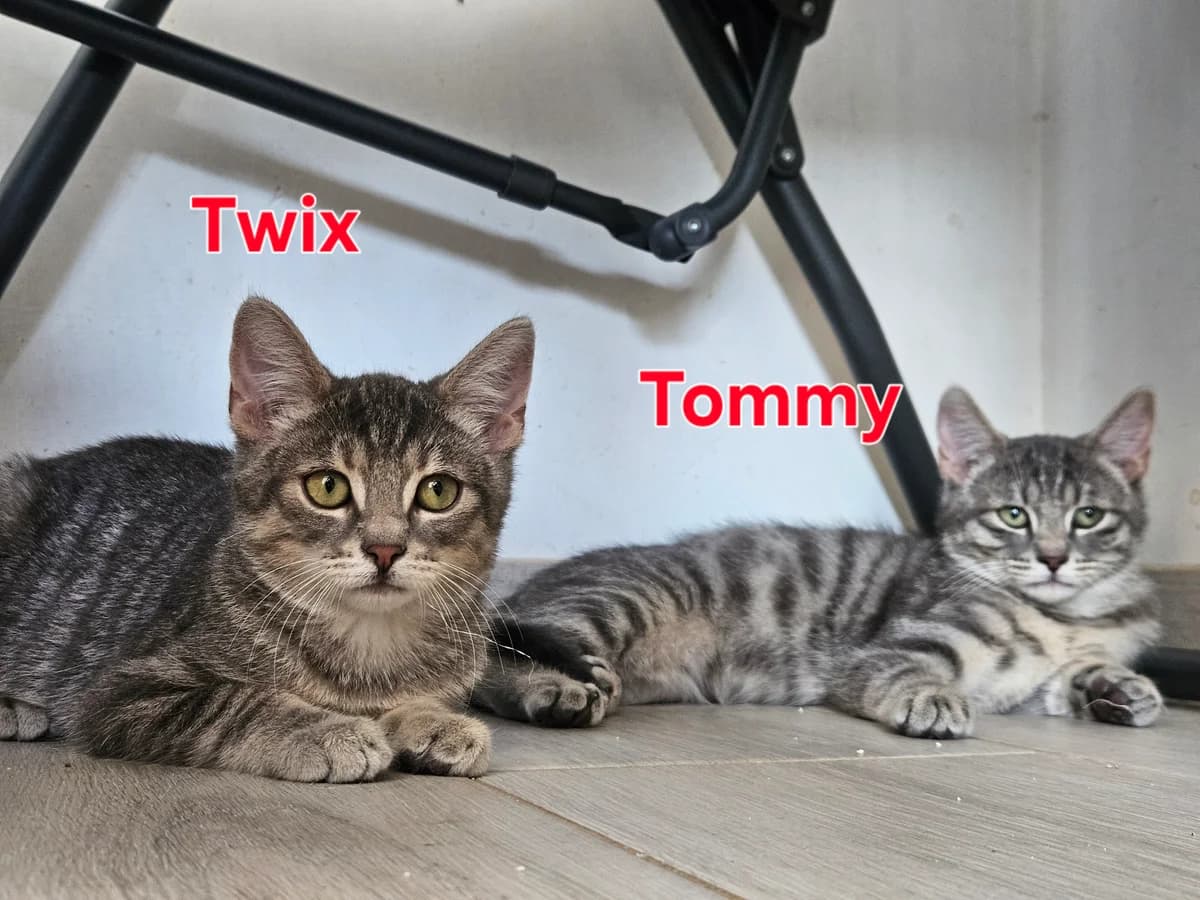 Duo Twix & Tommy, getekend male puppy Mixed Breed for adoption at Kat Zoekt Thuis vzw