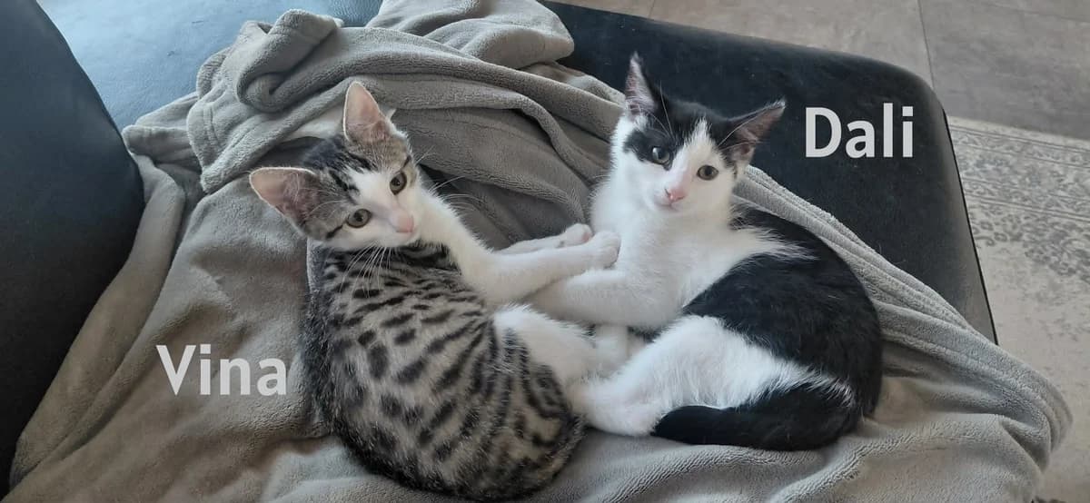 Duo Vina & Dali, getekend male puppy Mixed Breed for adoption at Kat Zoekt Thuis vzw