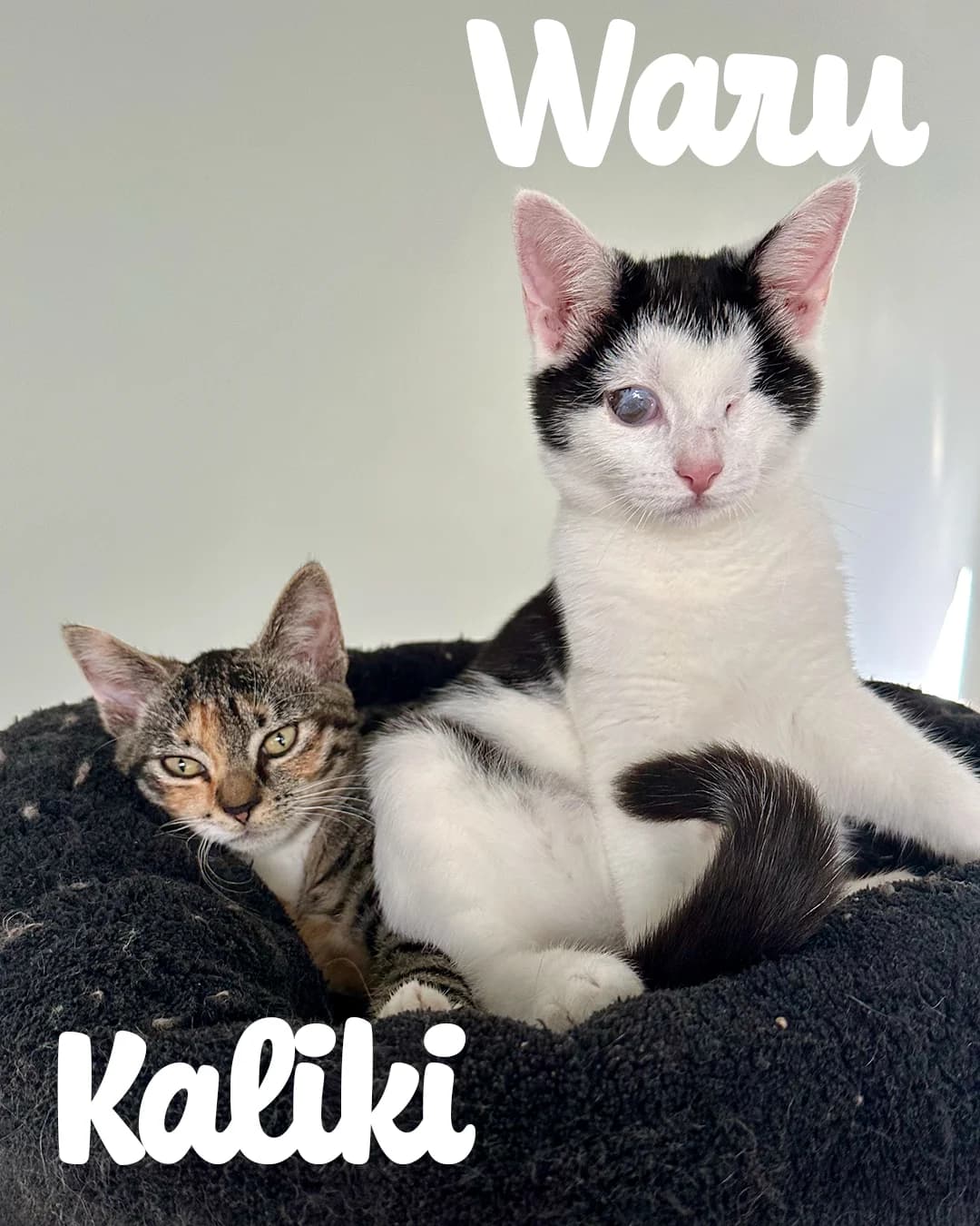 Duo Waru & Kaliki, getekend female puppy Mixed Breed for adoption at Kat Zoekt Thuis vzw