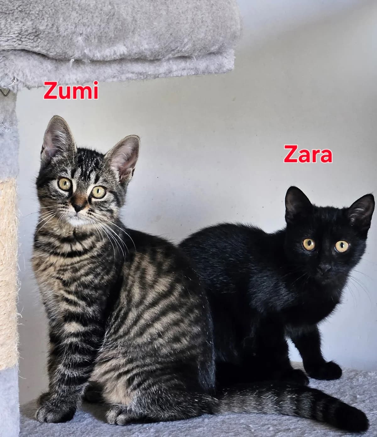 Duo Zumi & Zara, getekend female puppy Mixed Breed for adoption at Kat Zoekt Thuis vzw