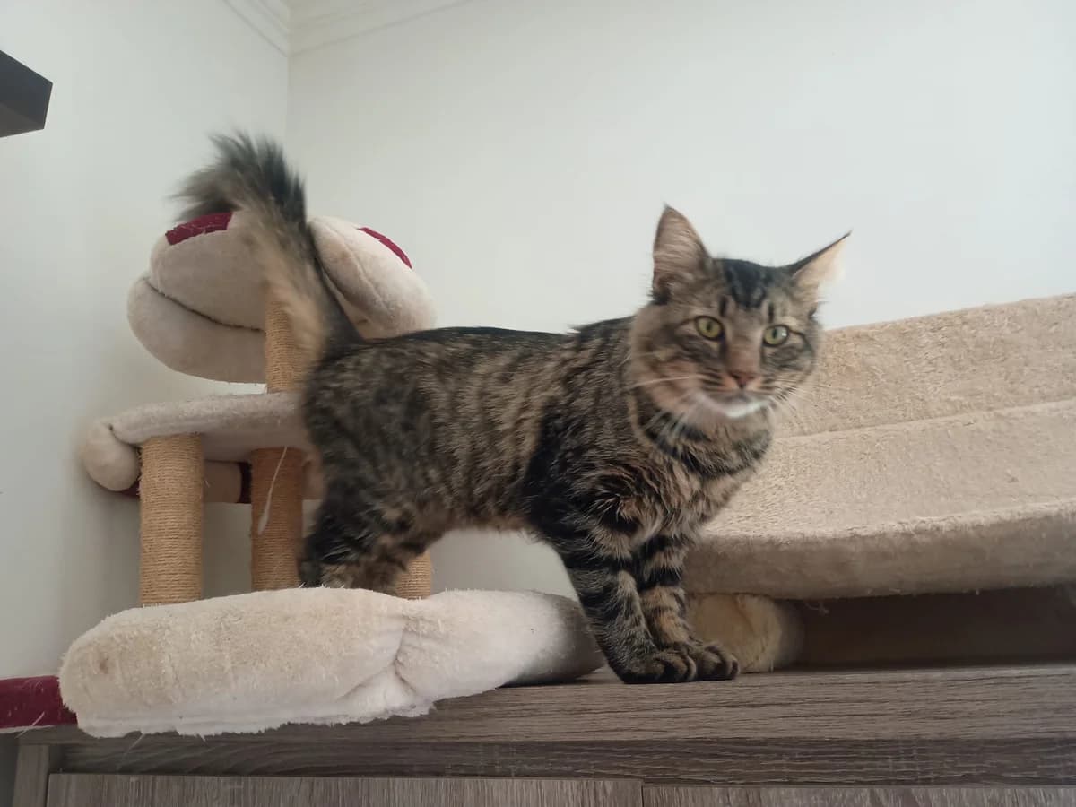Farao, getekend male young Mixed Breed for adoption at Kat Zoekt Thuis vzw